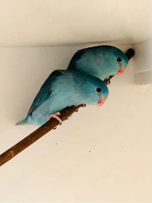 Bald zur Abgabe: nestjunge Sperlingspapageien