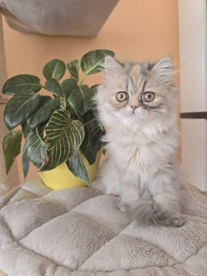 ein zuckersüßes Persermädchen sucht....   Bild 4