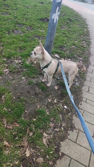 Altanativ Französische Bulldogge 