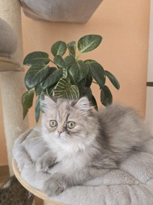 ein zuckersüßes Persermädchen sucht....   Bild 3