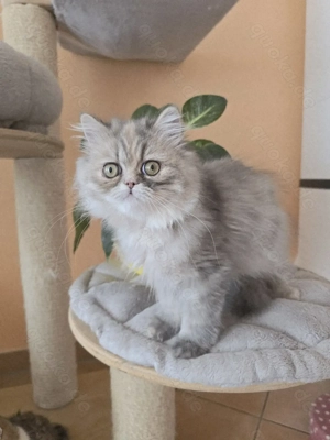 ein zuckersüßes Persermädchen sucht....   Bild 2