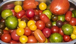 Tomatenpflanzen und diverse Sommerblumen (einjährig)