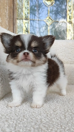 Langhaarige Chihuahua-Hündinnen und ein Rüde suchen ein liebevolles Zuhause.