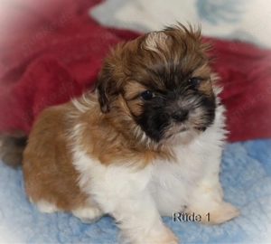 Havaneser - Shihtzu Welpen 