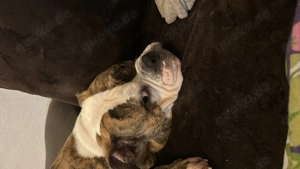 Schweren Herzens von meiner Hündin trennen