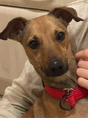 Kleiner Freund fürs Leben