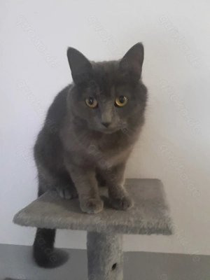 Britische Kurzhaar Katze  Bild 2