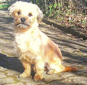 Kleiner Herzensbrecher (ca. 1 Jahr) sucht sein Körbchen, Lebensfreude pur trotz kleiner Besonderheit