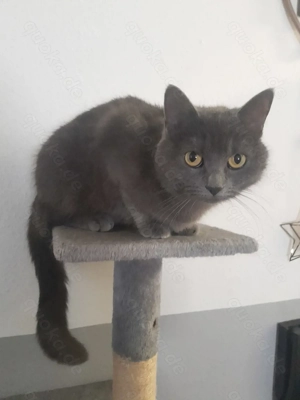 Britische Kurzhaar Katze  Bild 3