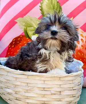 Blueberry Diamond  Yorkshire Terrier