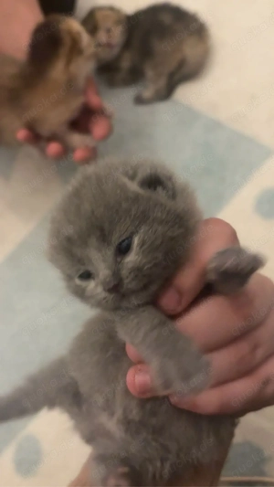 nur noch 5babykitten Bkh !!!!