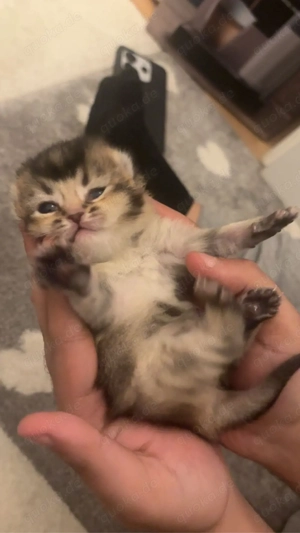 8 babykitten Bkh 