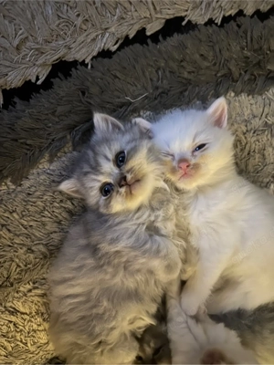 baby katze britischelnaghaar 