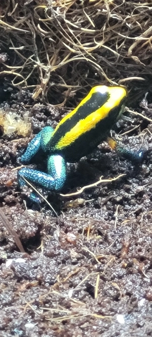 Phyllobates bicolor 