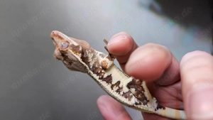 Kronengecko Lilywhite (Highwhite) Tricolor 1.0