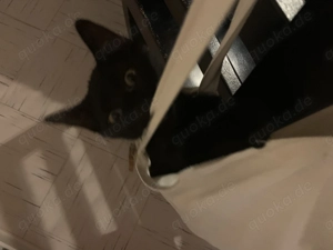 BKH Mix Kater Rudi sucht leider erneut ein zu Hause auf Lebenszeit