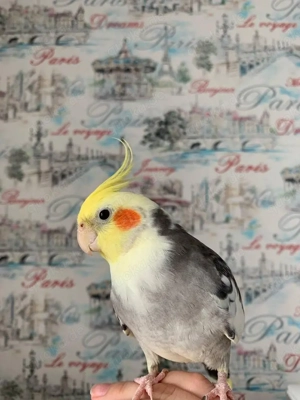 Wunderschöne, handaufgezogene Weißhaubenkakadus zu verkaufen!!!