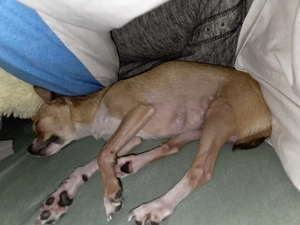 kinderliebe Chihuahua Dame 