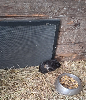 Meerschweinchen babys buben