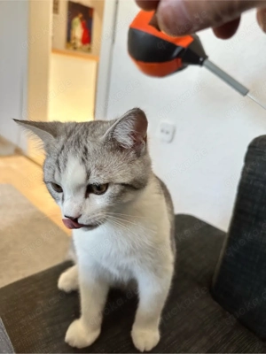 Junger, verspielter Kater  Buddy  sucht ein liebevolles Zuhause