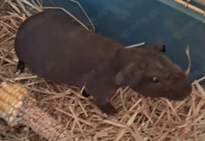 Junger Meerschweinchen Bock(Skinny)