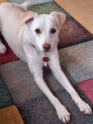 Wer gibt Mischlingshündin Emma ein Zuhause?