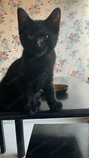 BKH Mix Kater Rudi sucht leider erneut ein zu Hause auf Lebenszeit (reservier)