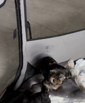 Yorki Welpen Yorkshire 