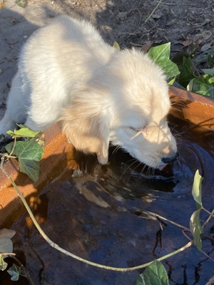 Golden Retriever Welpen 