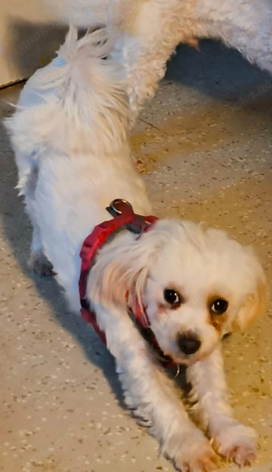 Nala liebe Malteser Hündin 