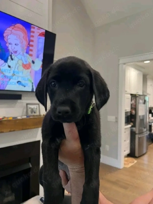 Labrador Retriever Welpen 