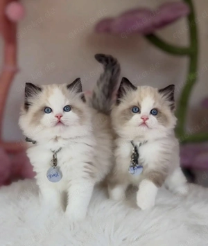 Ragdoll Kitten   bereit für ein neues Zuhause 