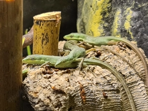 Smaragd-Langschwanzeidechse (Takydromus smaragdinus)