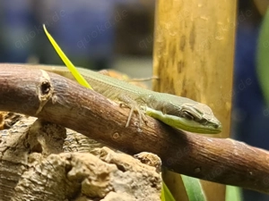 Smaragd-Langschwanzeidechse (Takydromus smaragdinus) Bild 5