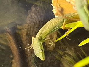 Smaragd-Langschwanzeidechse (Takydromus smaragdinus) Bild 4