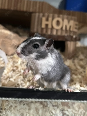 Rennmausdame sucht neues liebevolles Zuhause