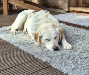 SOS - Notfall Malka sucht dringend ein neues Zuhause