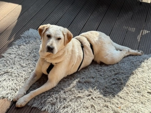 SOS - Notfall Malka sucht dringend ein neues Zuhause