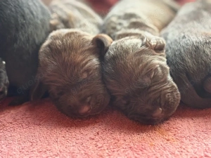 deutschdrahthaar mix welpen 