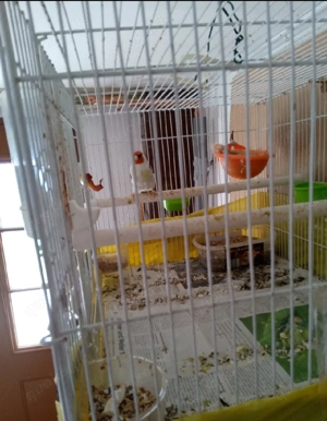 Stieglitz Vögel Männlich Telefon Nummer 015567145459