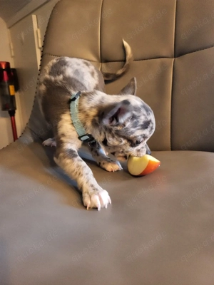 Wunderschöner Chihuahua Welpe (Rüde, blue merle) liebevoll aufgezogen Bild 3