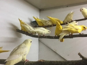 Katharinasittiche und Halsbandsittiche abzugeben.