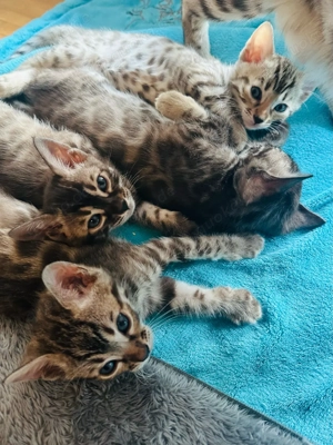 Bengalkitten mit Stammbaum in seltenen Farben 