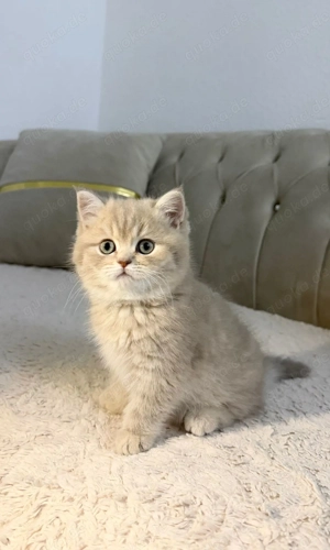 Reinrassige BKH Kitten   3 Kater   Farbe Cream Beige   Abgabe in 2 Wochen