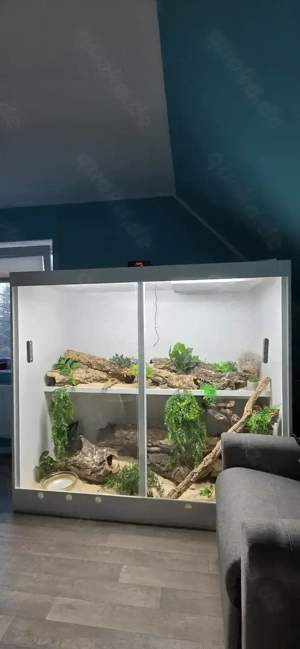 Boa constrictor mit hochwertigen Terrarium 