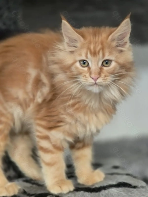 2 knuffige Maine Coon Schätze möchten zu dir umziehen