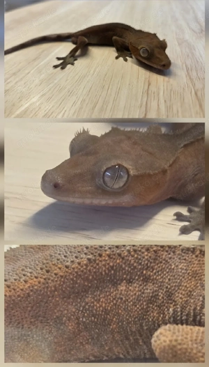 1.0 Dark Red Phantom Kronengecko