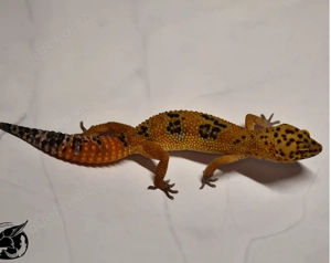 Mandarin Superblood (het TA) 0.1 Leopardgecko