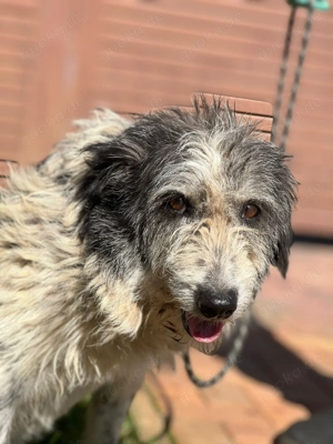 Lucy - angefahren und einfach Liegen gelassen