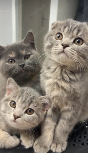 12 wochen alte Kitten abzugeben